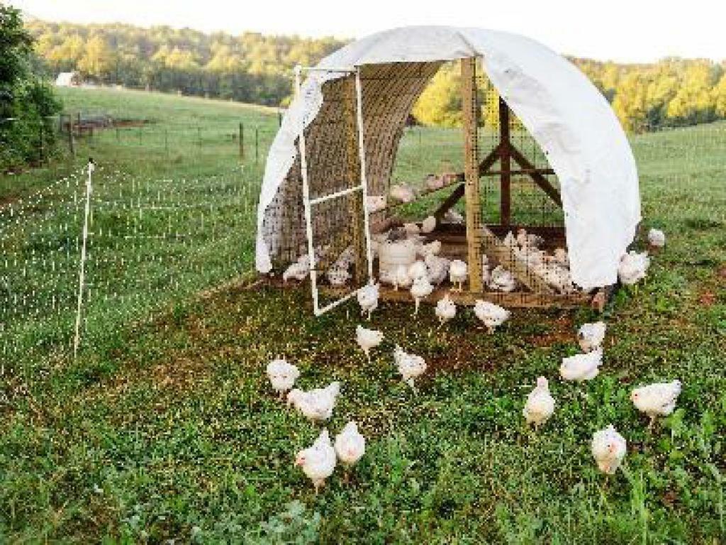 A Mighty Oak B&B Pilot Mountain 部屋 写真